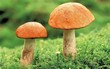 28. - 29. 10. 2017 Houby Blanických lesůbb